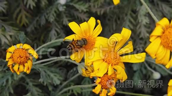 条纹眼花在金色灌木上飞舞，雏菊慢动作