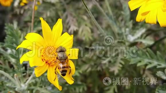 条纹眼花在金色灌木上飞舞，雏菊慢动作