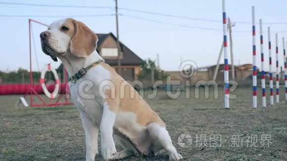 漂亮的小猎犬在户外用后腿站起来。 聪明的狗仔细地看着前方。 训练过的宠物