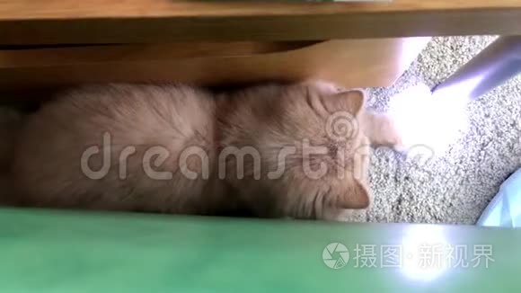 波斯猫与人玩灯光点的运动视频