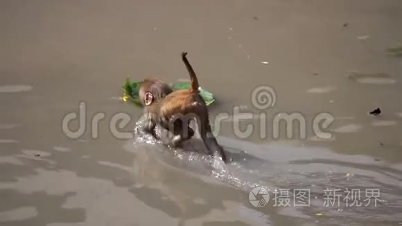 尼泊尔加德满都帕苏帕蒂纳特寺的猴子