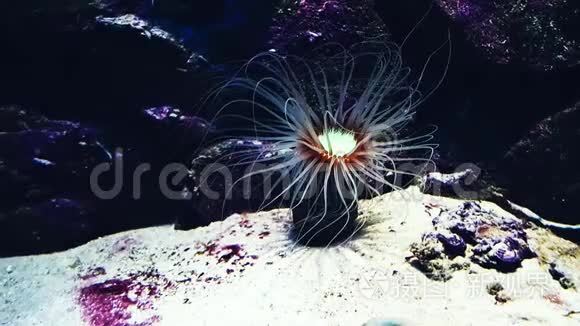 水中的放线菌. 海洋动植物短视频