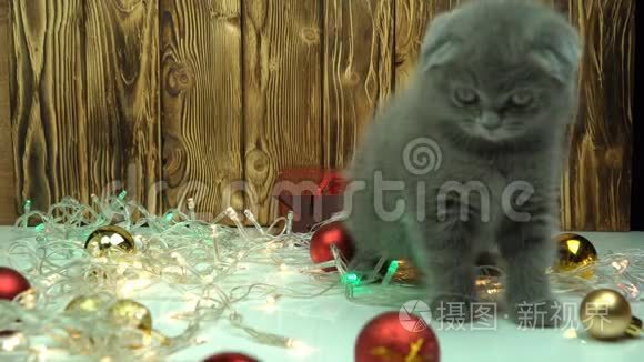 苏格兰折叠小猫玩圣诞装饰视频