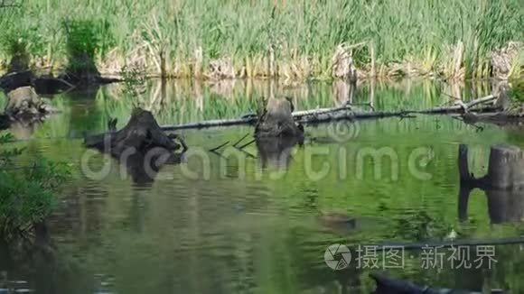 漂浮在水面上的野鸭