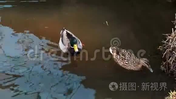 野鸭在池塘自然栖息地的配对视频