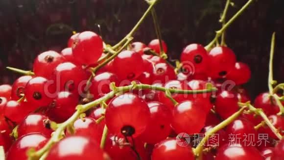 嫩枝上成熟红醋栗浆果的运动视频