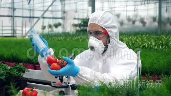 工人用大注射器注射西红柿.