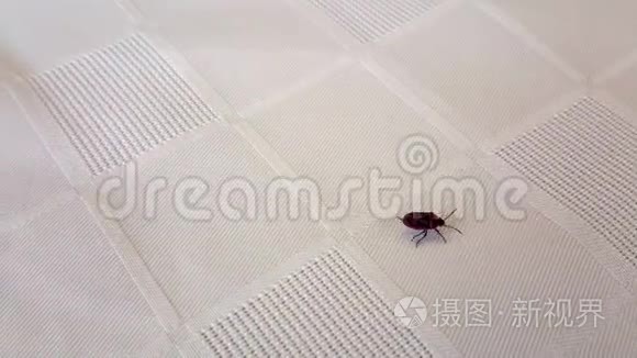 小甲虫飞快地穿过桌子。