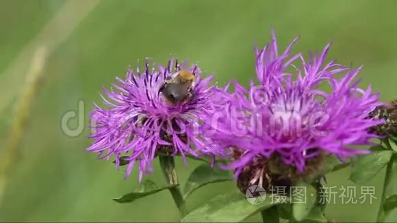 一只大黄蜂在花丛中的矢车菊
