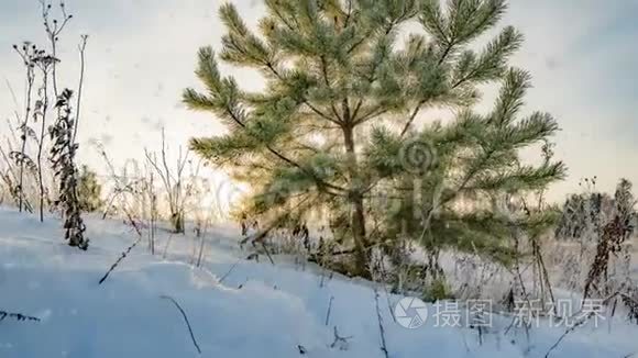 一片美丽的冬天，一棵年轻的松树在美丽的冬天背景下，随着时间的流逝而降雪