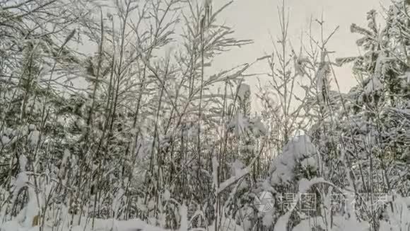 一片美丽的冬天，一棵年轻的松树在美丽的冬天背景下，随着时间的流逝而降雪