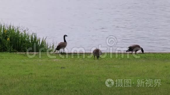 湖边的三只鹅视频