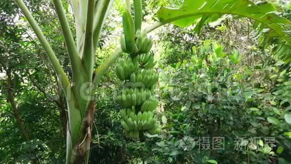 热带丛林中的绿色香蕉水果视频