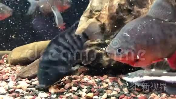 在弗赖什水族馆里喂食的大鱼