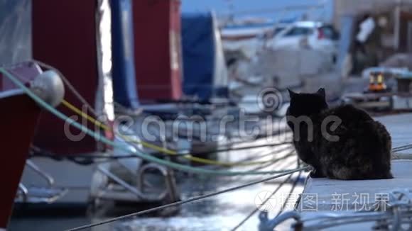 钓鱼船附近一只眼猫视频
