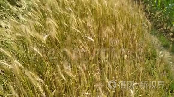 小麦穗粒摇风.. 环保小麦。 尼泊尔