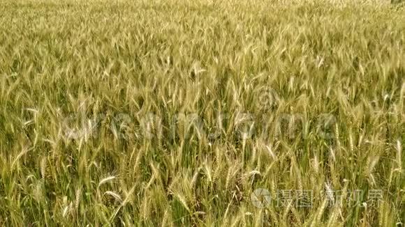 小麦穗粒摇风.. 环保小麦。 尼泊尔