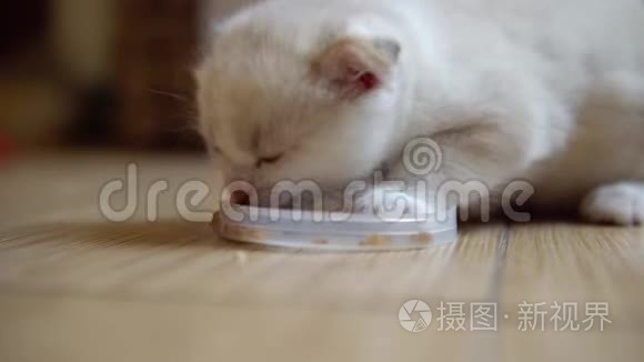 小可爱的小猫吃猫粮..