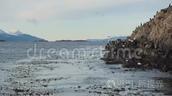 一群南美海豹在岩石岛海岸游泳视频