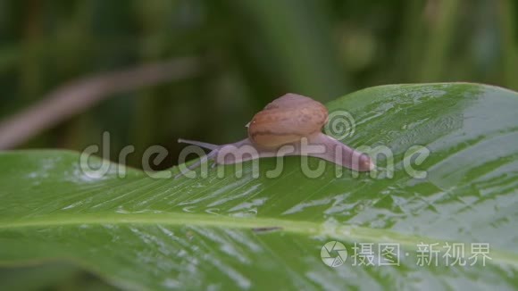 蜗牛在热带雨林的绿叶上行走视频