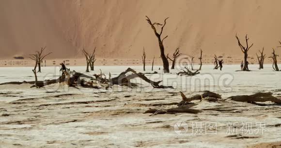 纳米布沙漠有大量枯树和白沙的地区景观