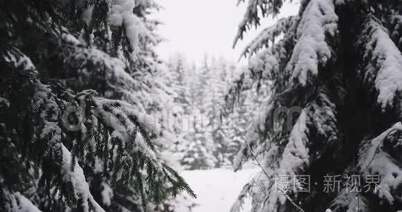 一位游客在一个寒冷的冬日探索森林，他兴奋地穿过白雪皑皑的树，抚摸着它们，