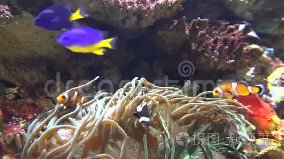 海葵和野生鱼视频