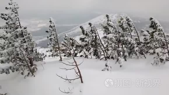 白雪皑皑的高山，带着针叶的落叶树，在多云的天空下覆盖着雪。 冬季多云天气