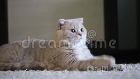 可爱的苏格兰折叠小猫在家里视频