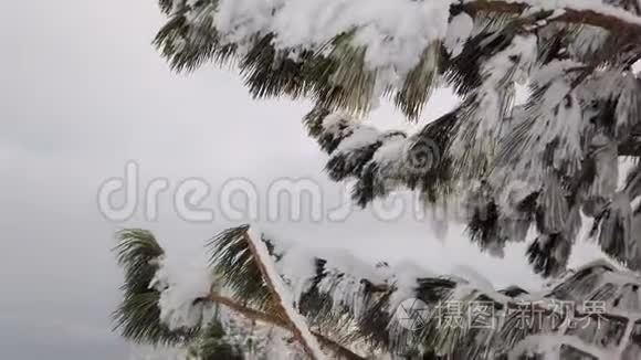 白雪皑皑的高山，带着针叶的落叶树，在多云的天空下覆盖着雪。 冬季多云天气