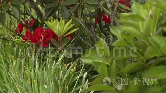 野生植物和红花