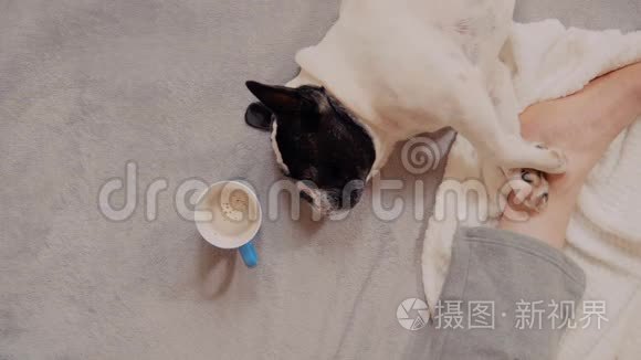 早上和法国斗牛犬亲密接触视频