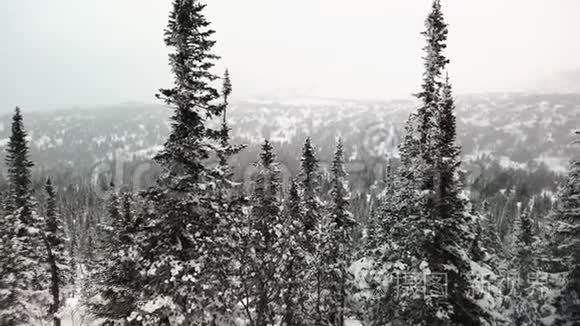 白雪皑皑的高山，带着针叶的落叶树，在多云的天空下覆盖着雪。 冬季多云天气