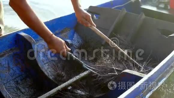 渔夫把海胆从船上卸到一个箱子里。 危险的有毒海胆。