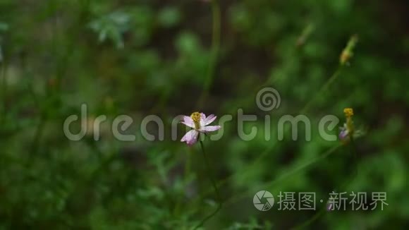 雨天山上美丽的宇宙花田视频