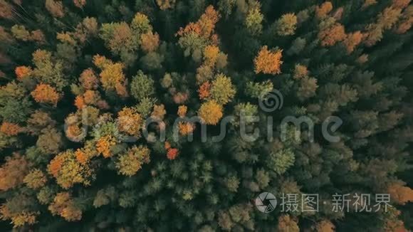 壮观的无人机镜头，俯视着秋天的森林。