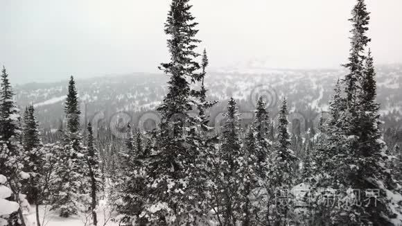 白雪皑皑的高山，带着针叶的落叶树，在多云的天空下覆盖着雪。 冬季多云天气