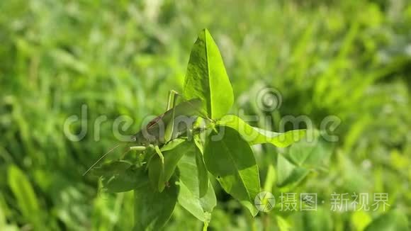 蚱蜢：大绿灌木蟋蟀雄在三叶草上