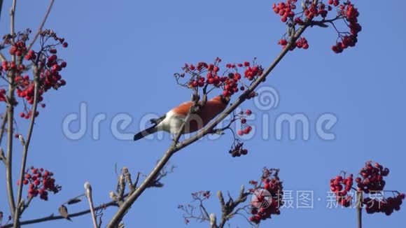 ，常见牛翅或欧亚牛翅，雄鸟坐在枝上，吃红浆果