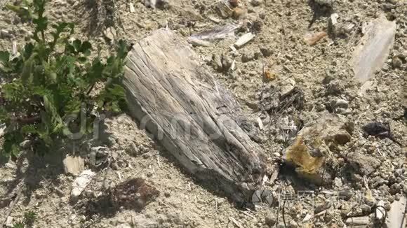 古里奥湾的化石树干视频