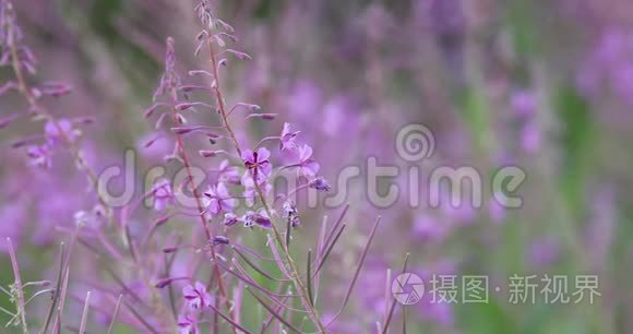 春天草甸上的粉红色火草花视频