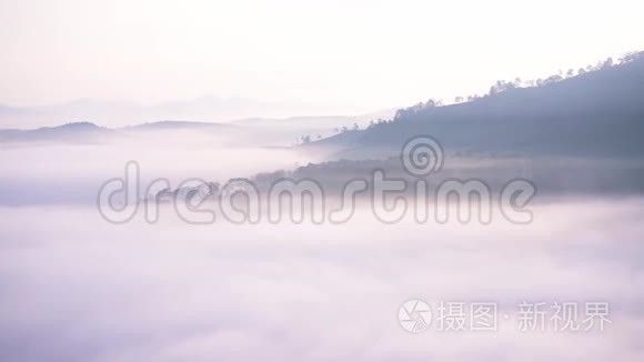 清晨的高原松林笼罩着雾气视频