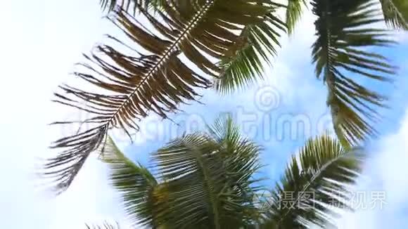 蓝天下棕榈树自下而上的旋转视图