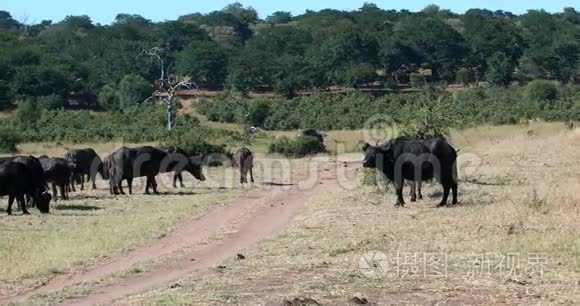 大象和非洲野牛角野生动物视频