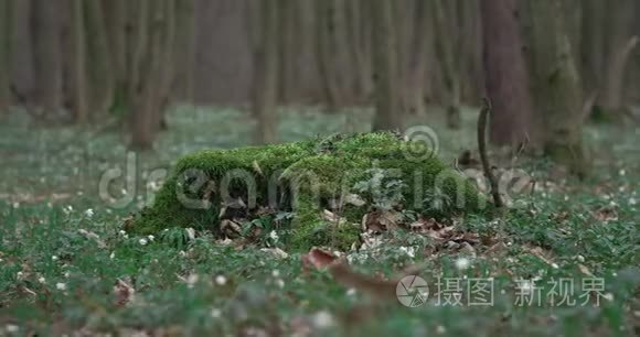 森林里长满青苔的老树桩视频