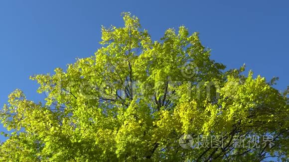 蓝天背景上有黄绿叶的树枝视频