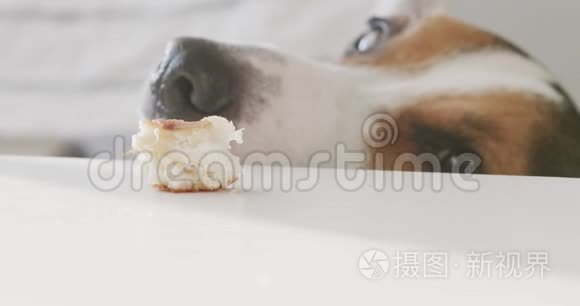 慢镜头可爱的狗偷食物视频