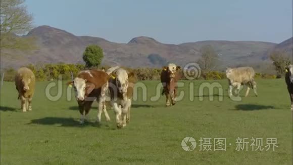 英国农场附近的小牛肉牛视频