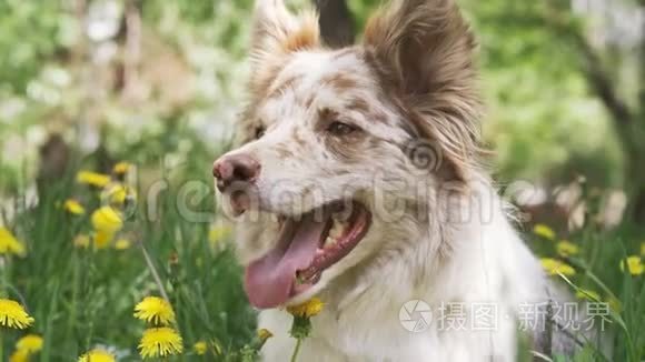 快乐狗边境牧羊犬与花田背景视频