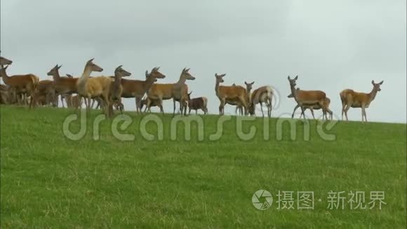 走近英国农场的牧民视频